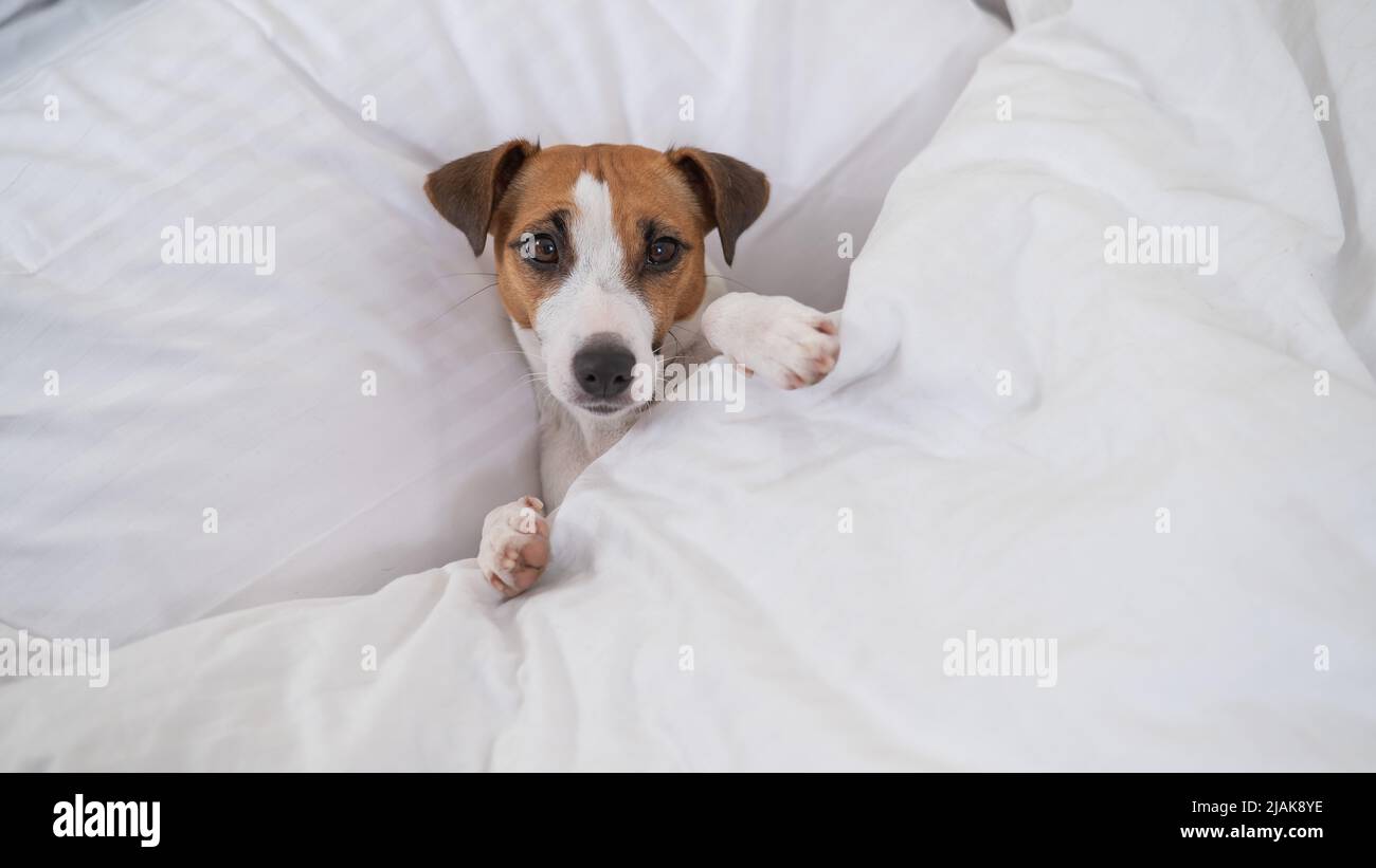 Why Do Jack Russells Sleep Under The Covers