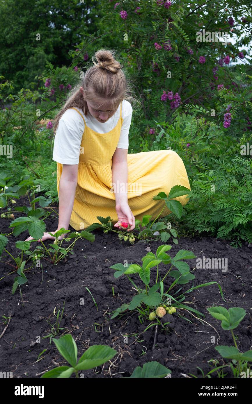 girl picking strawberries in the strawberry garden Stock Photo - Alamy