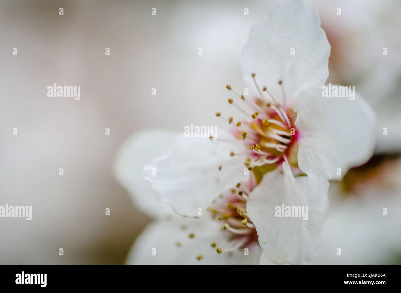 Young branch with blooming purple flowers and buds of red wild plum sunlit by the spring sun. Stock Photo