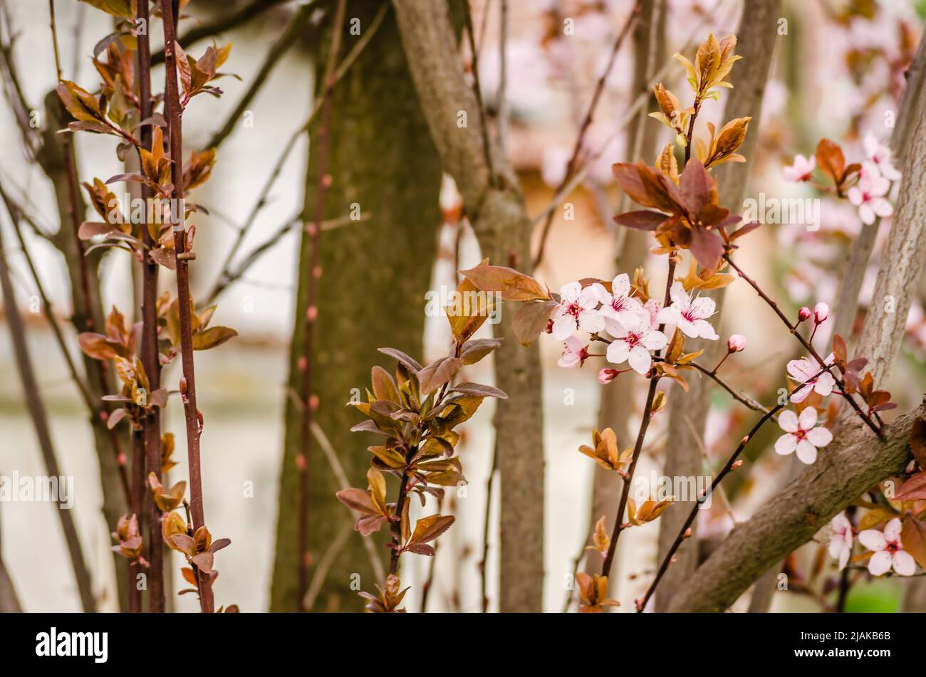 Young branch with blooming purple flowers and buds of red wild plum sunlit by the spring sun. Stock Photo