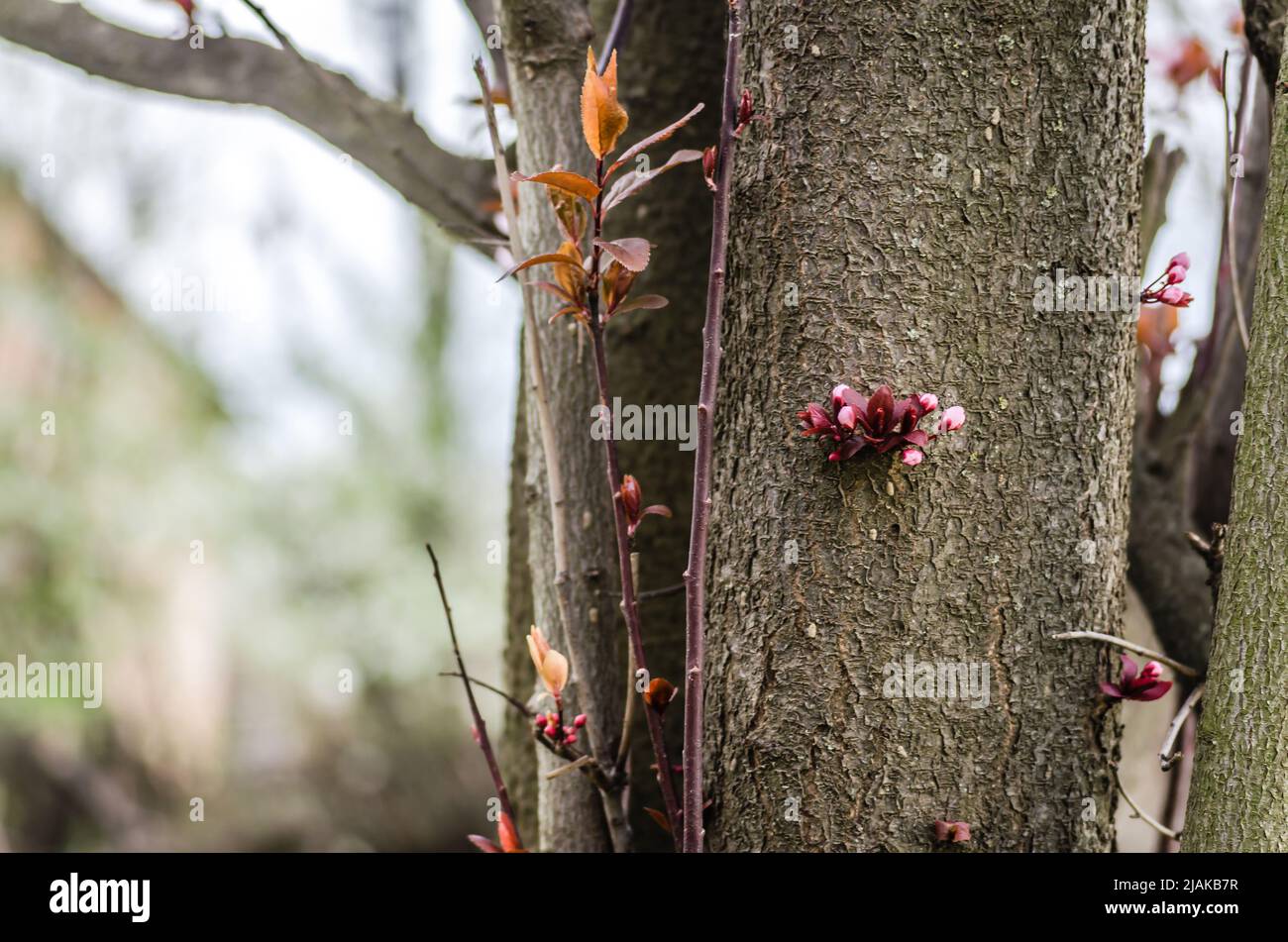 Young branch with blooming purple flowers and buds of red wild plum sunlit by the spring sun. Stock Photo