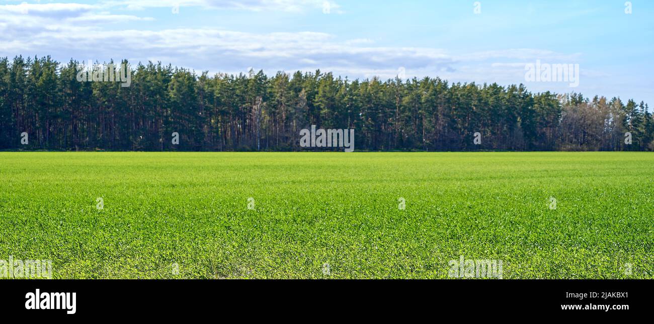 Green grass field and blue sky landscape background Stock Photo - Alamy