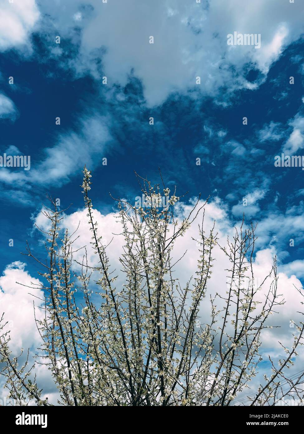 Blooming morus alba or white mulberry tree branches in orchard against blue sky Stock Photo