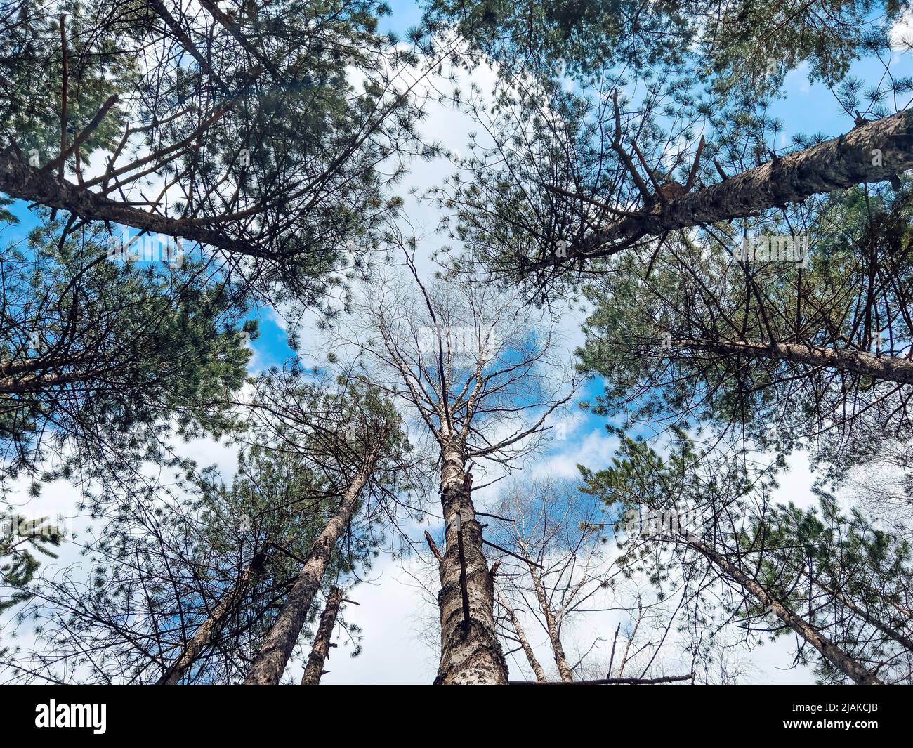 Low angle view of pinewood forest on sunny spring day, nature and environment concept background with sky and clouds above Stock Photo