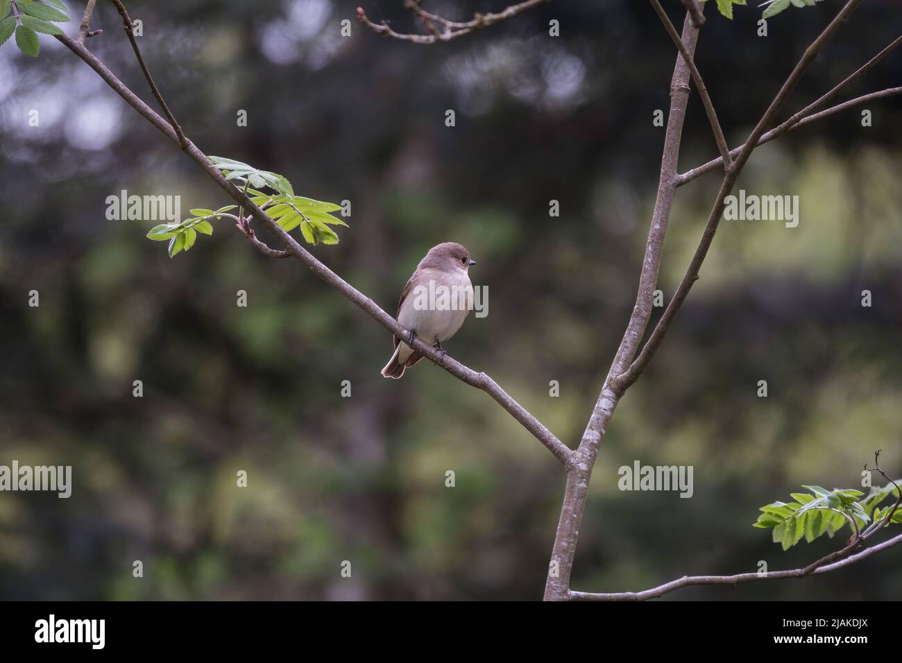 Muscicapa striata on a beautiful, blurry green background. The spotted flycatcher Stock Photo