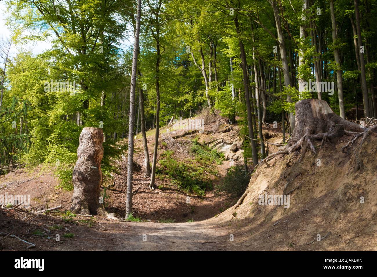 teutobirger-hi-res-stock-photography-and-images-alamy
