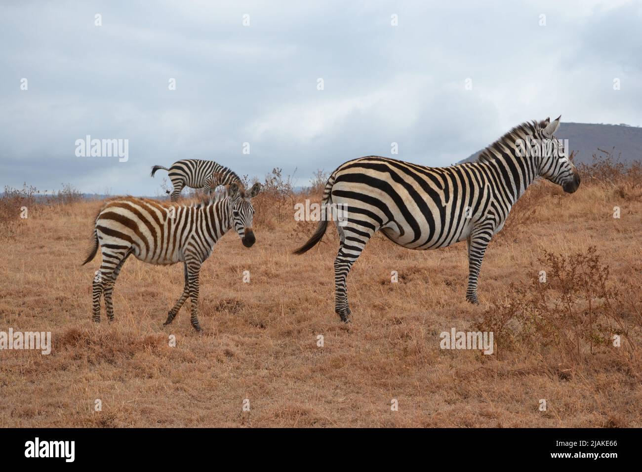 the wildlife babys  of the african savannah- Die Kinder der Savanne Afrikas Stock Photo
