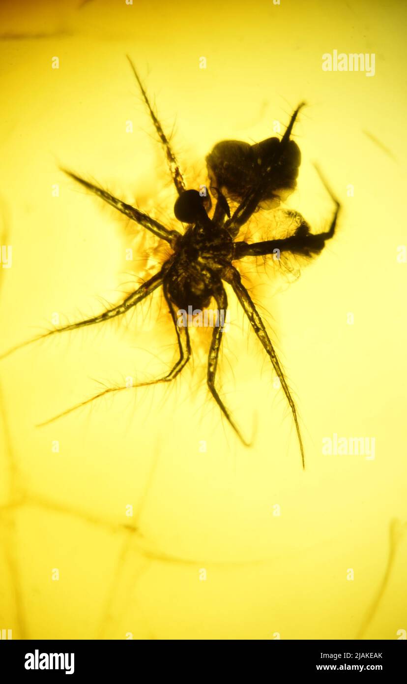Prehistoric spider preserved in amber. c4mm across Stock Photo
