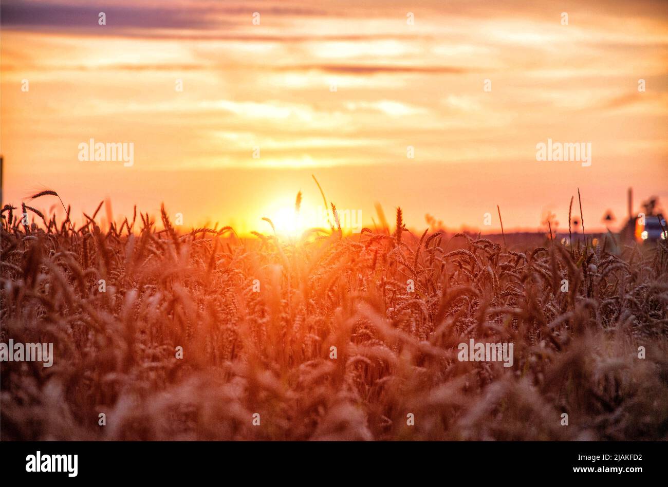 Orange sun at sunset against the background of a field with ears of wheat. Autumn harvest of bread, agriculture Stock Photo