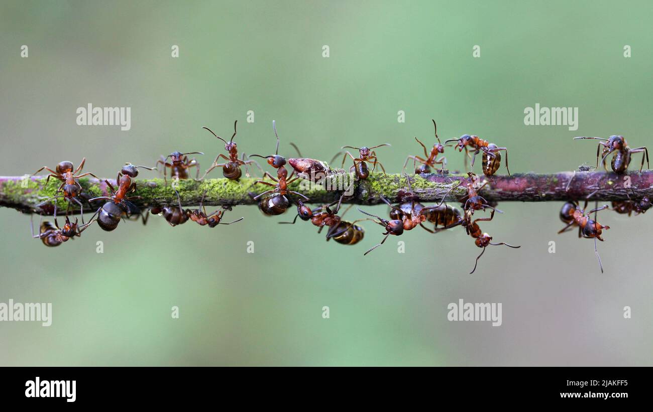 A group of ants working together on a tree stick Stock Photo