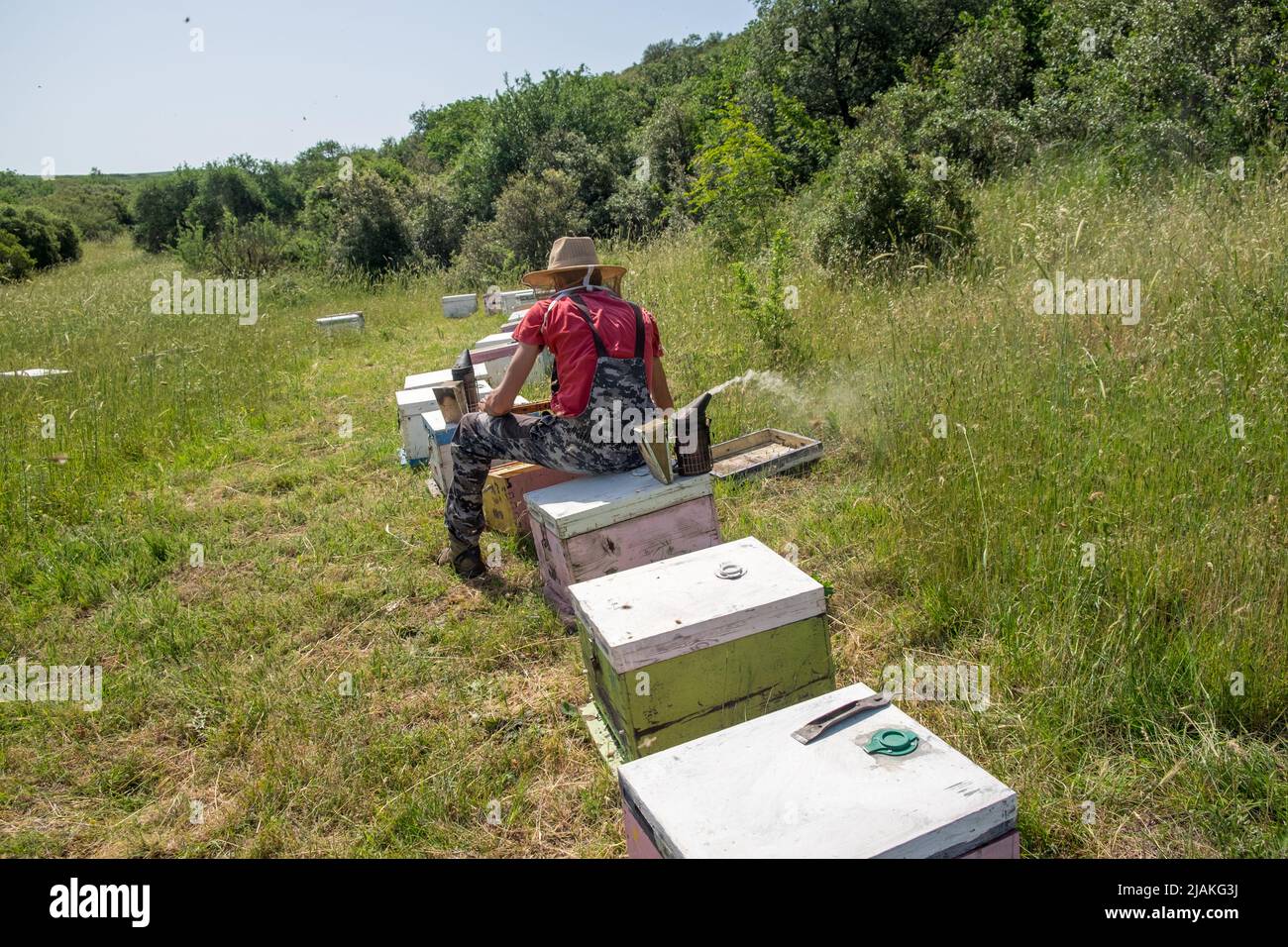 Beekeeper Inspecting The Beehives Stock Photo Alamy