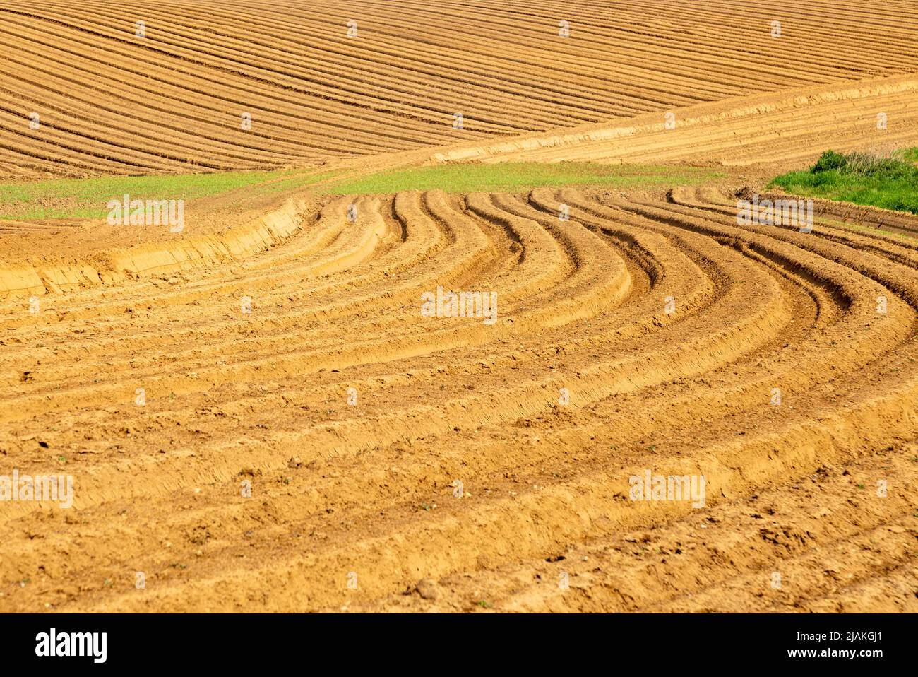 Ridges and furrows in sandy soil of farm field, Butley, Suffolk Sandlings, England, UK Stock Photo