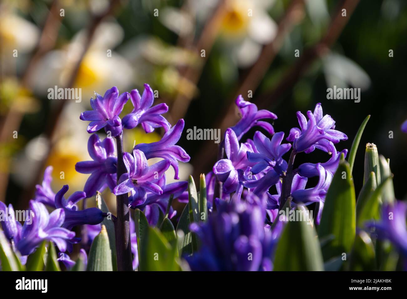Purple blossoms of a hyacinth, also called Hyacinthus orientalis or Gartenhyazinthe Stock Photo