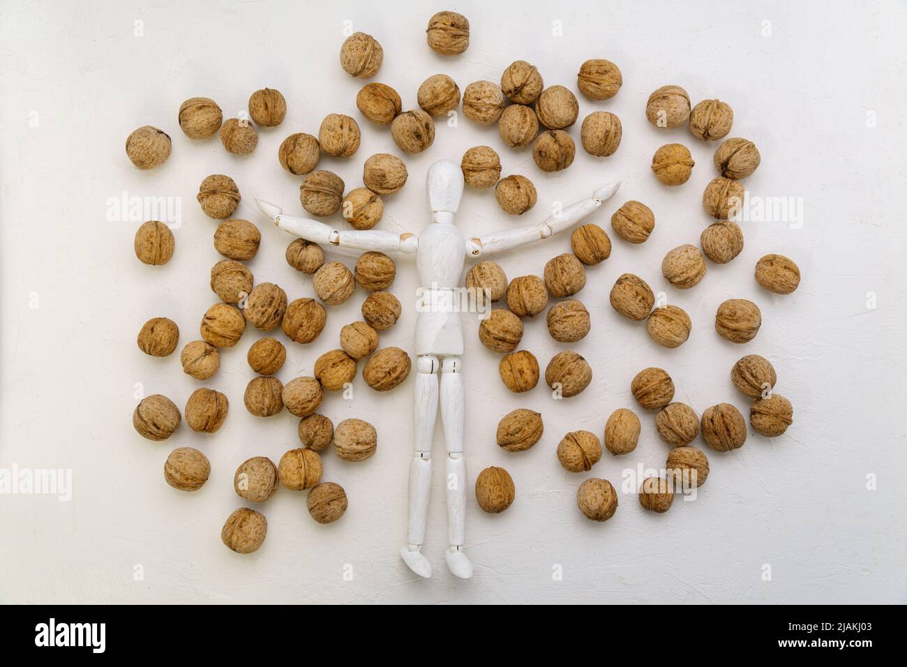 The human brain is shaped like a walnut kernel. Wooden mannequin with