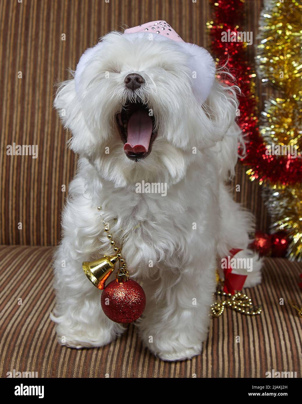 funny yawning dog. Maltese lapdog in Christmas decorations Stock Photo