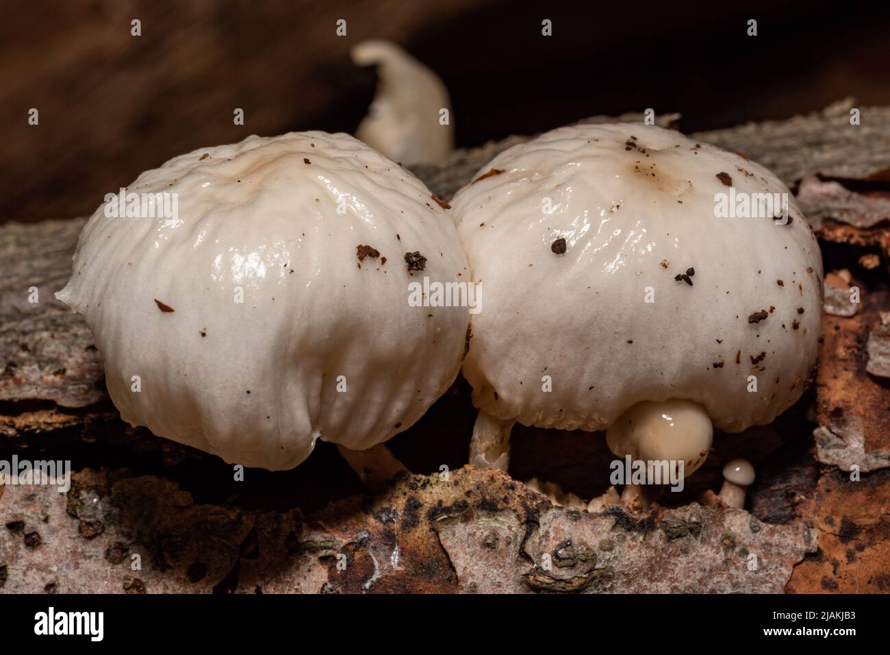 Two big white non-edible mushrooms growing on a tree trunk in the forest in spring Stock Photo