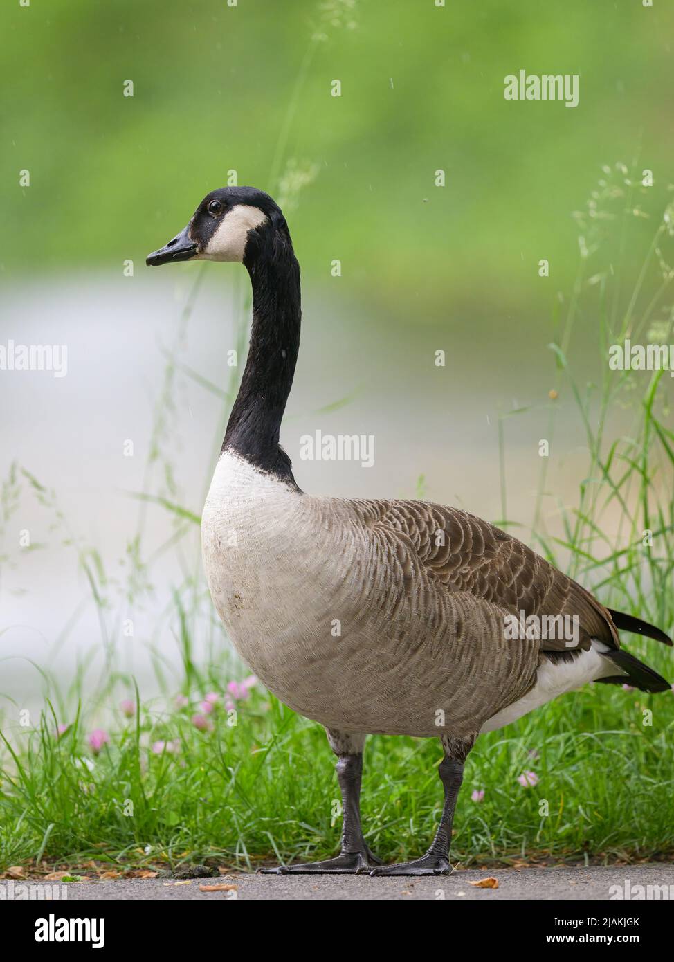 Vienna, Austria. Canada goose (Branta canadensis) in the Floridsdorf water  park Stock Photo - Alamy