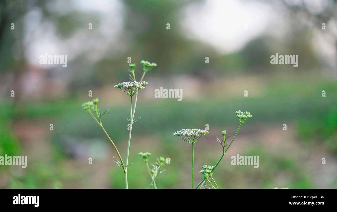 Newly growing Coriander, fresh fruits and white flowers on plant in
