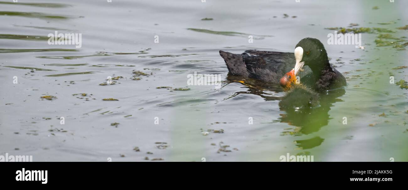 Common coot feeding the chick with text space Stock Photo