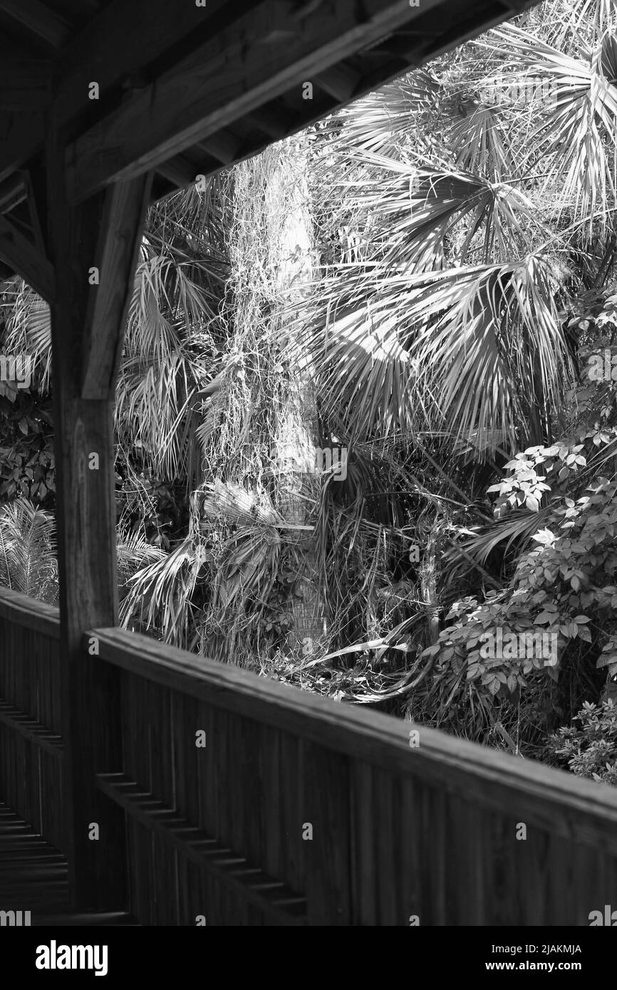 Rustic wooden bridge entering the tropical forest full of lush palm trees in black and white. Stock Photo