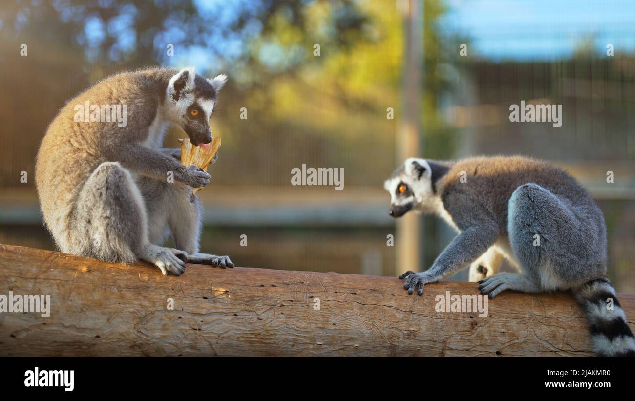Lemurs eating banana in national park. Lemuroidea. Stock Photo