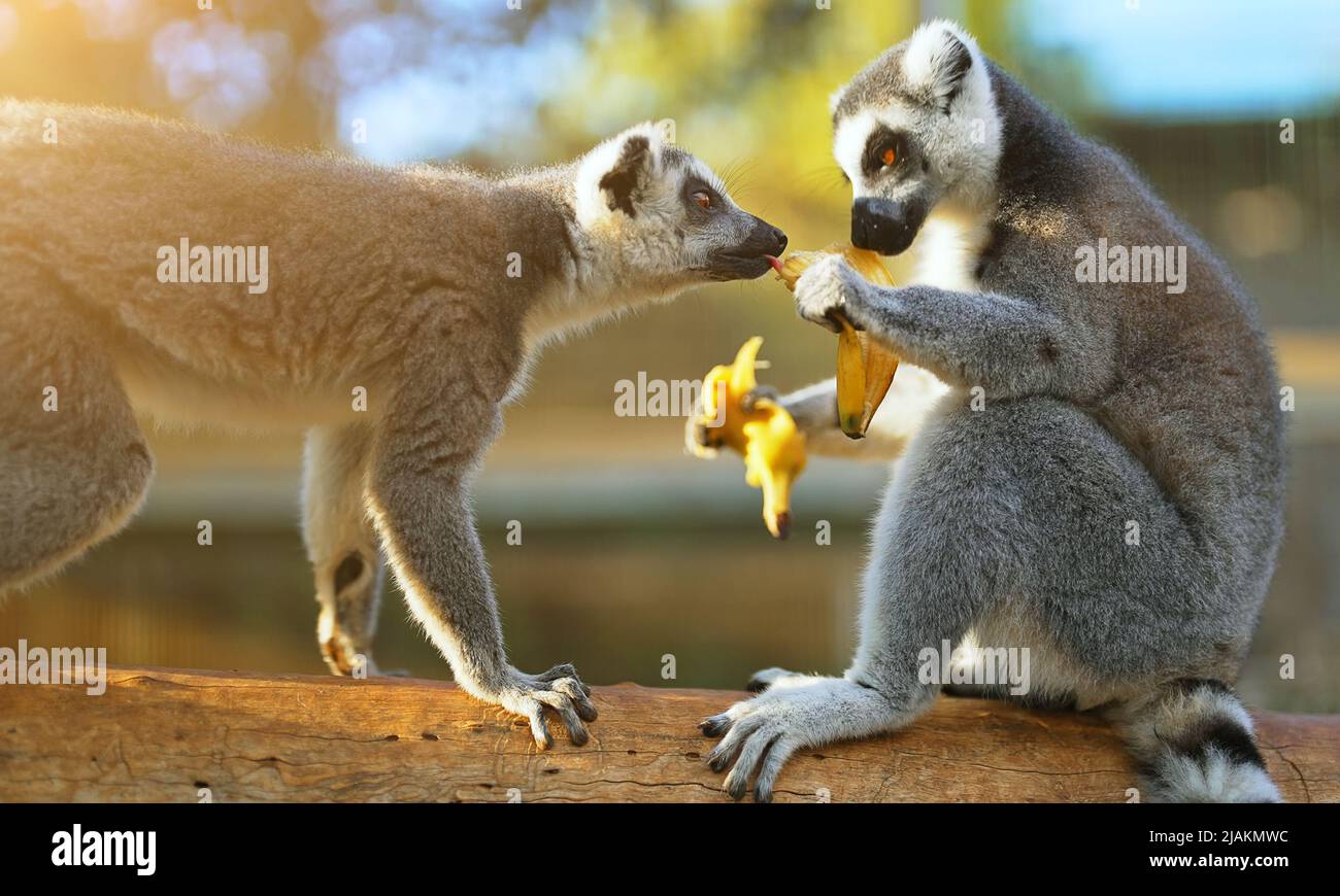 Lemurs eating banana in national park. Lemuroidea. Stock Photo