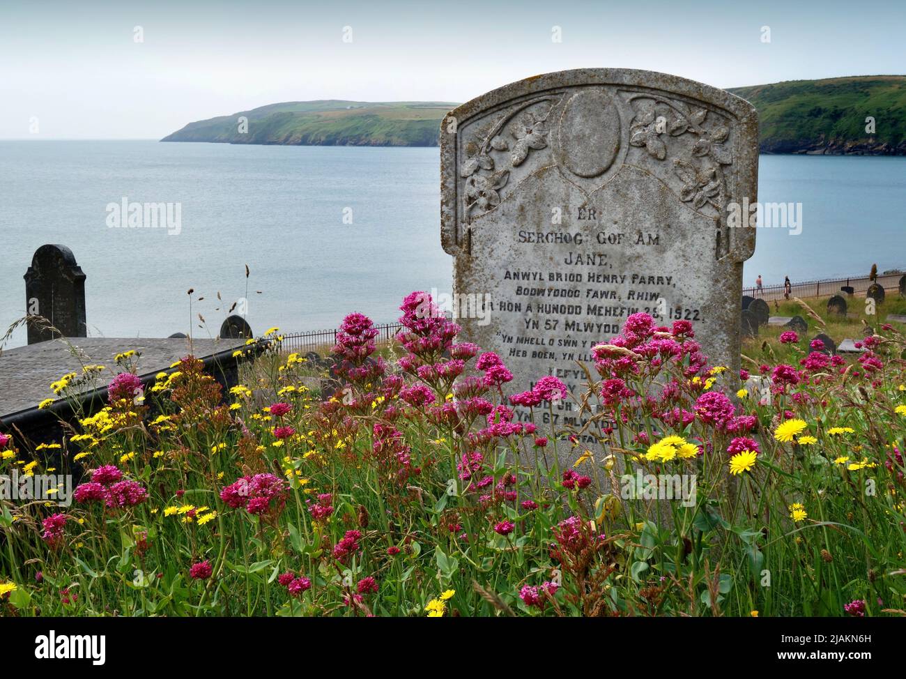 Gravestone  in St Hywyn's churchyard, Aberdaron surrounded by wild flowers. Stock Photo