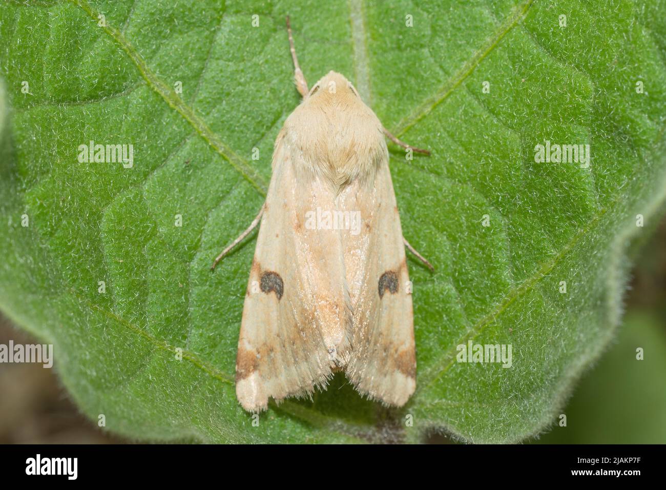 White moth resting on a leaf of the cucumber plant Stock Photo