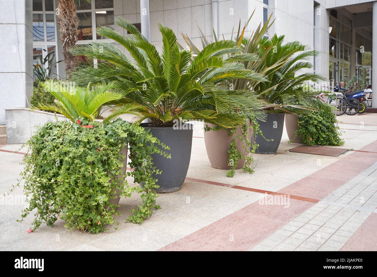 Cycas palm trees In large pots at the front of the building for landscaping Stock Photo