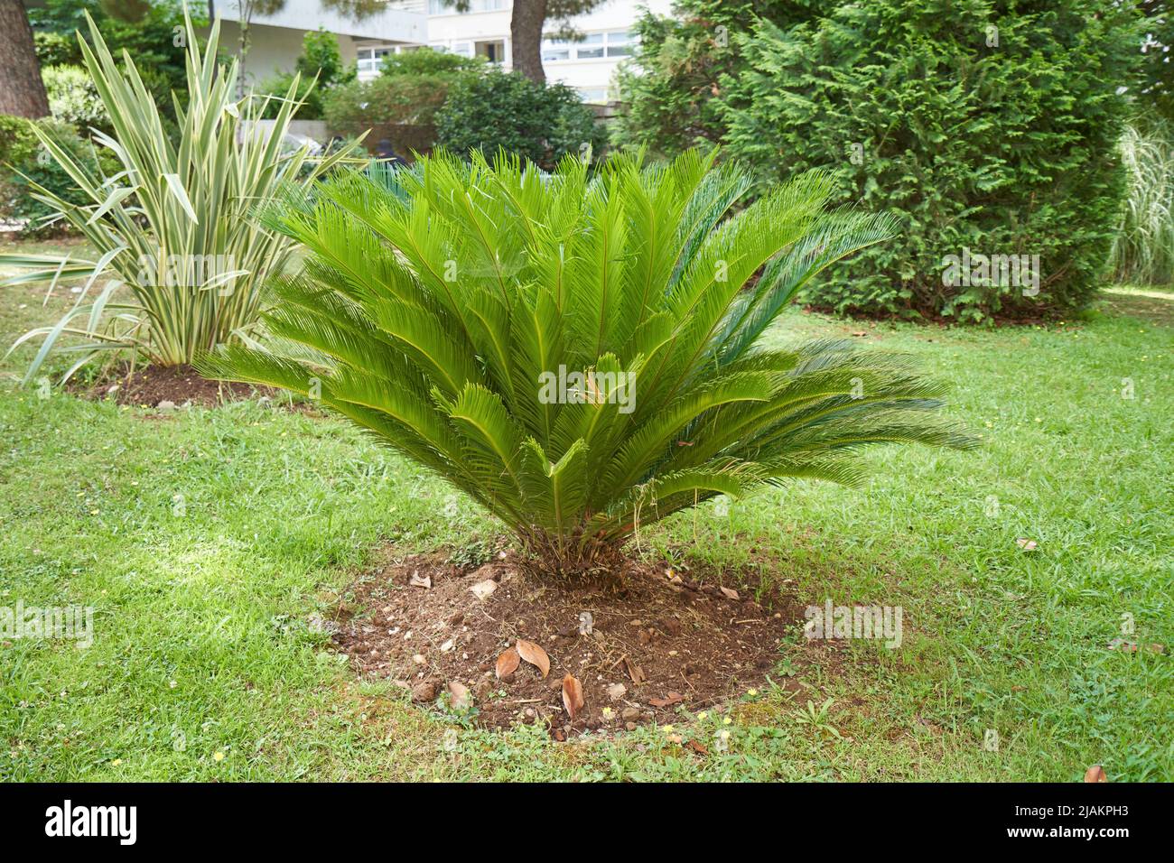 Cycas palm plant planted in a lawn garden Stock Photo