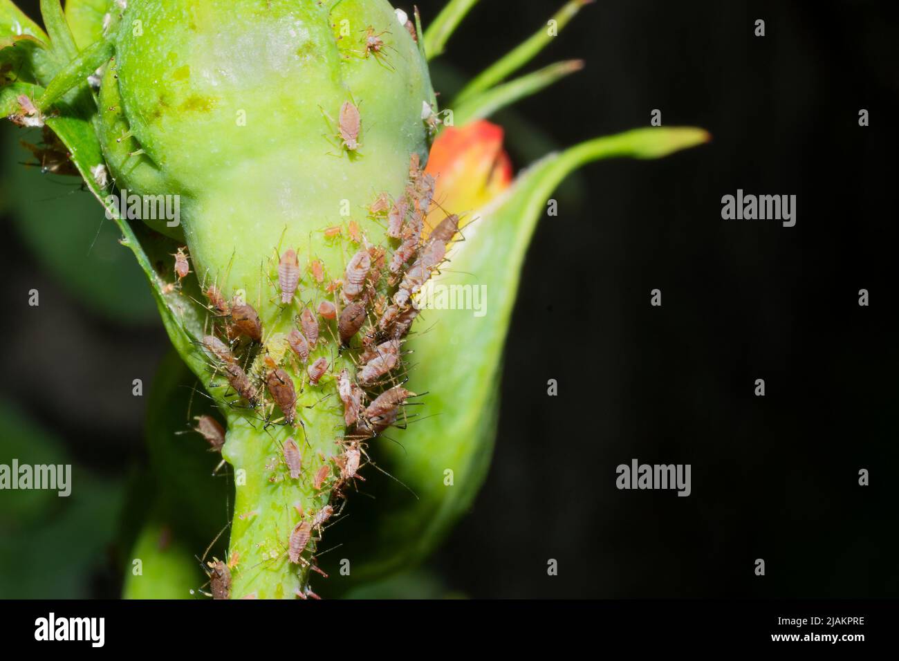 Rose plant infested with pink aphids Stock Photo
