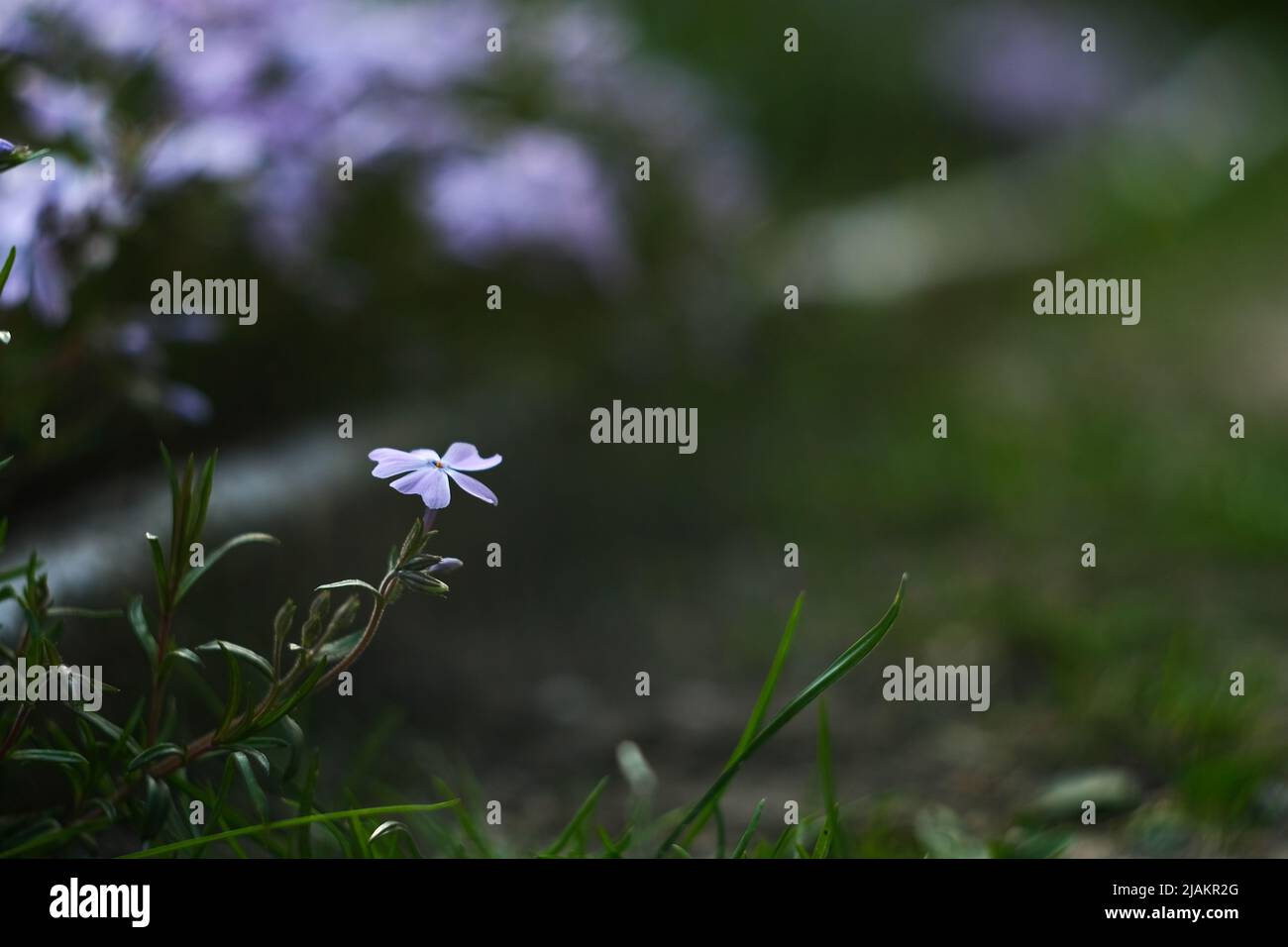 Green foliage of creeping phlox hi-res stock photography and images - Alamy
