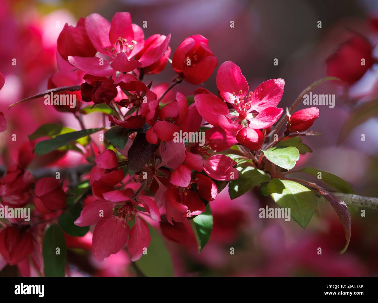 close up of a profusion crabapple tree blossoms in full bloom, with a sun ray hitting the edge of a petal. The scientific name for this violet-red flo Stock Photo