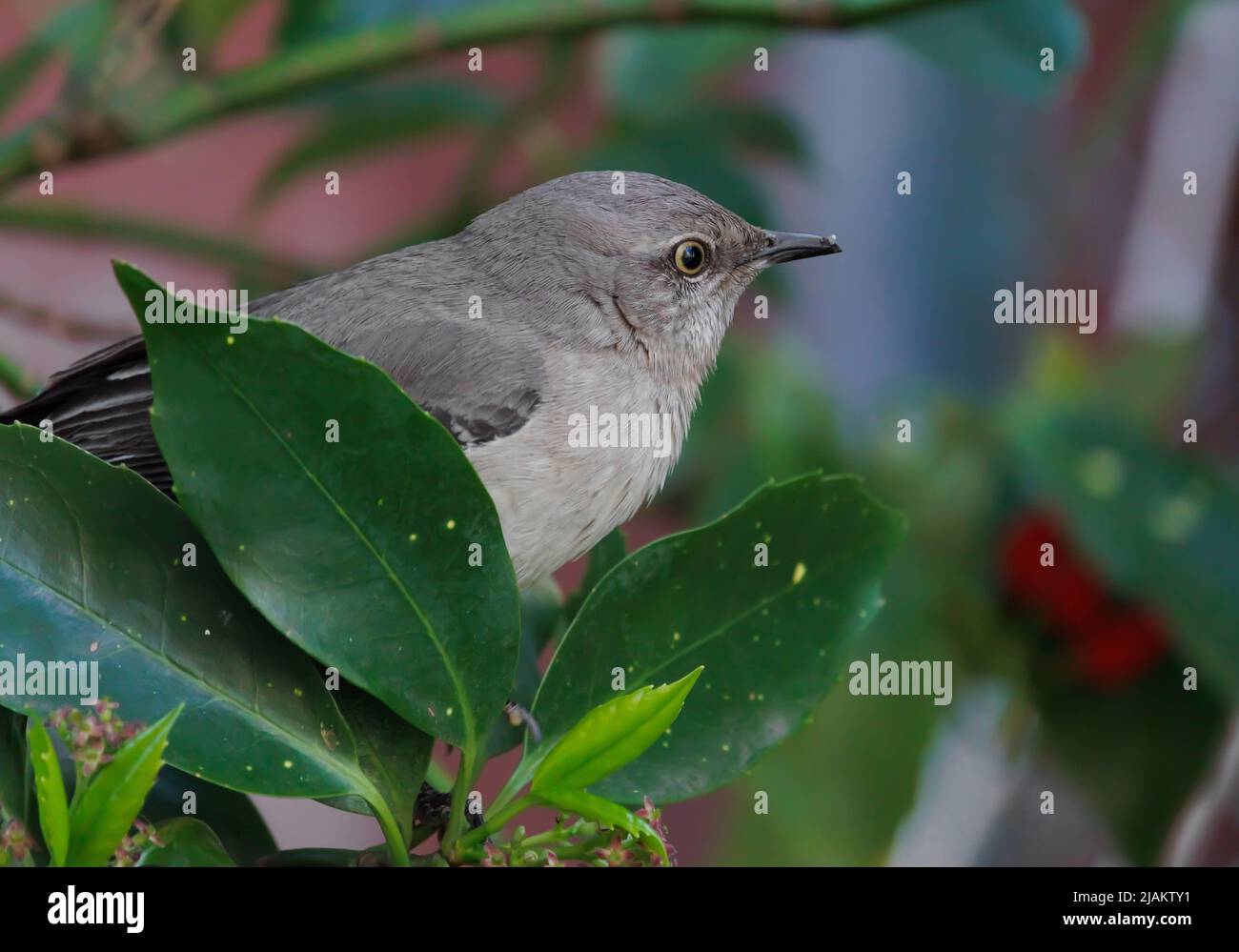 an adult northern mockingbird peers out from behind the leaves of a branch he is perched on in early Spring Stock Photo