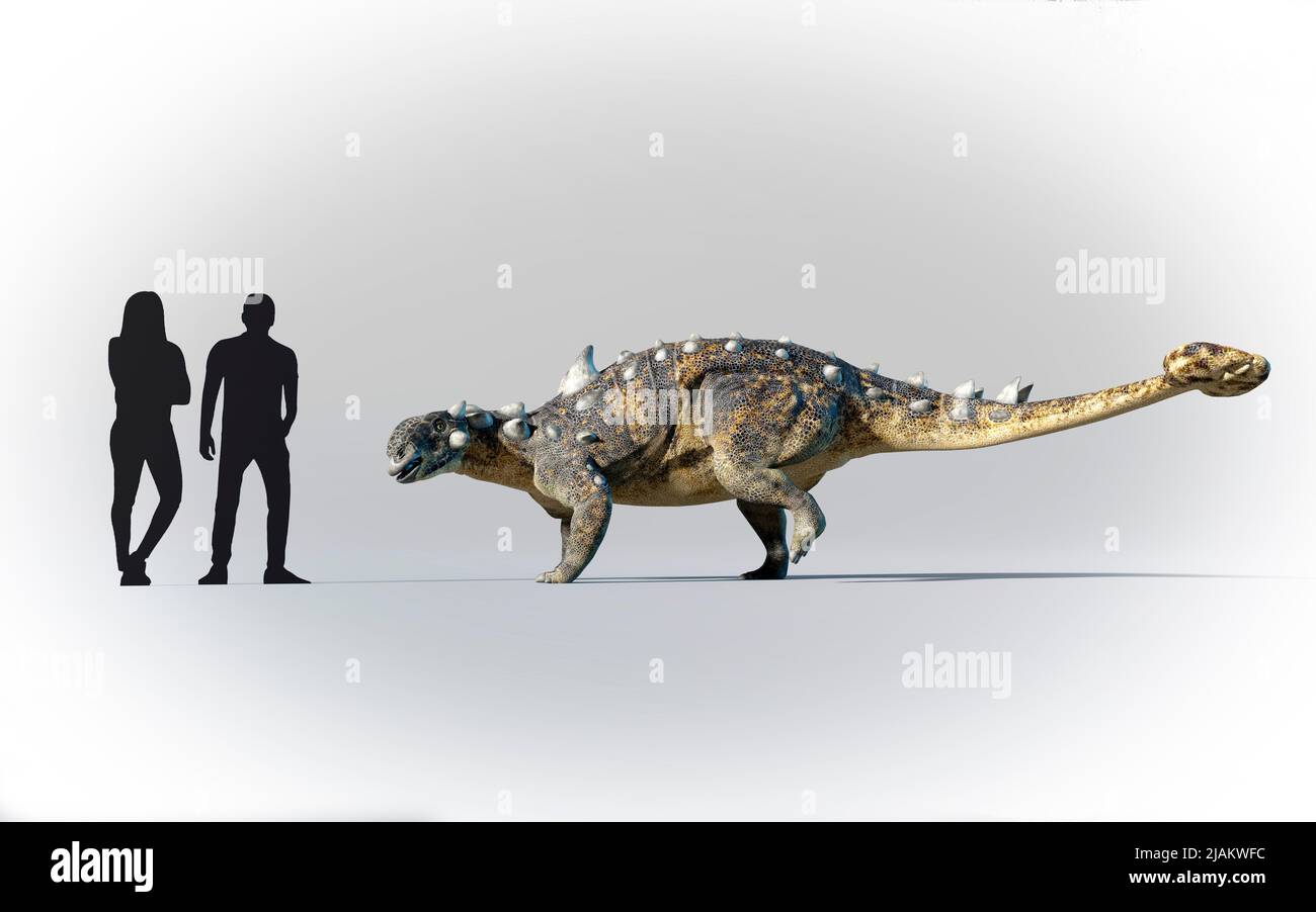 Humans compared to Euoplocephalus Stock Photo