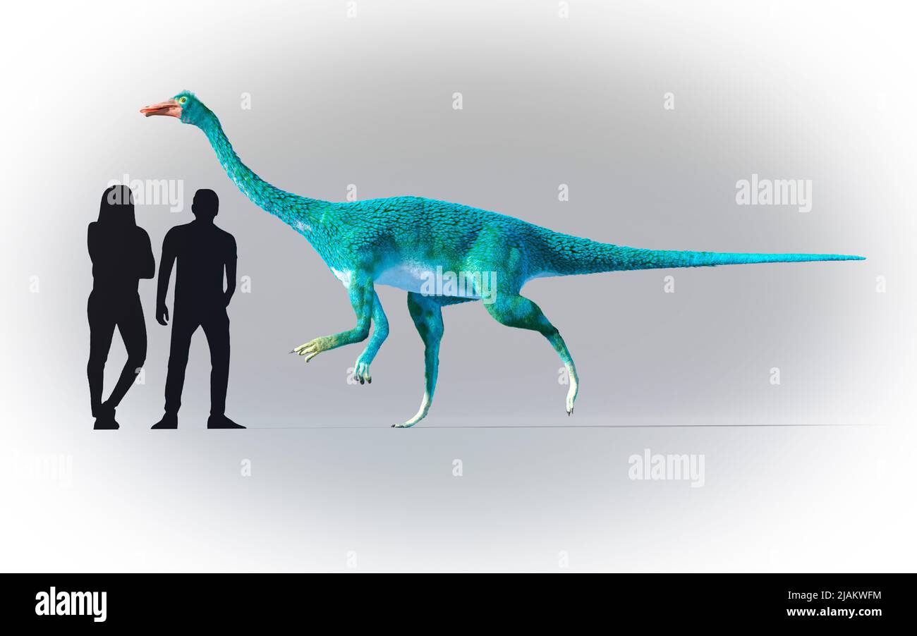 Humans compared in scale to Gallimimus Stock Photo