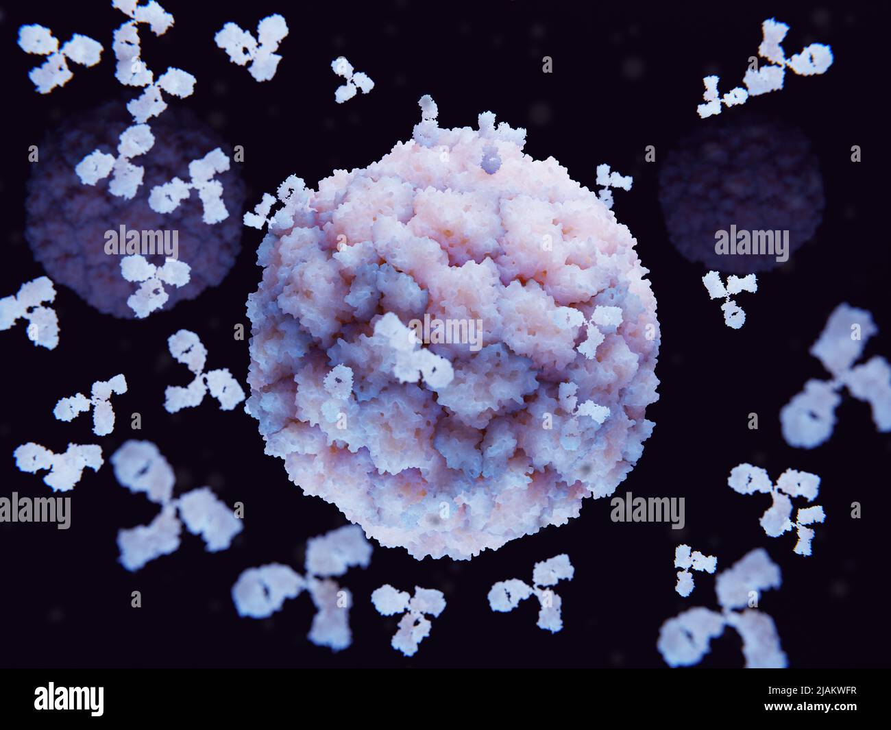 Antibodies attacking rhinovirus, illustration Stock Photo