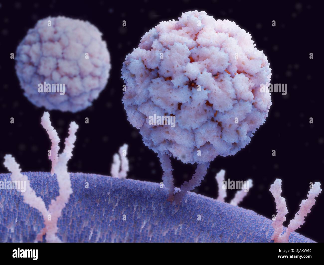 Rhinovirus bound to human cell, illustration Stock Photo