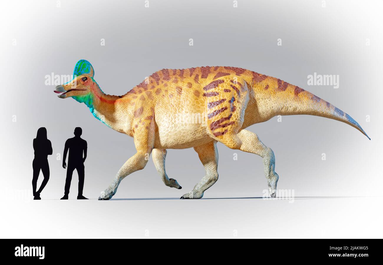 Humans compared to Corythosaurus Stock Photo