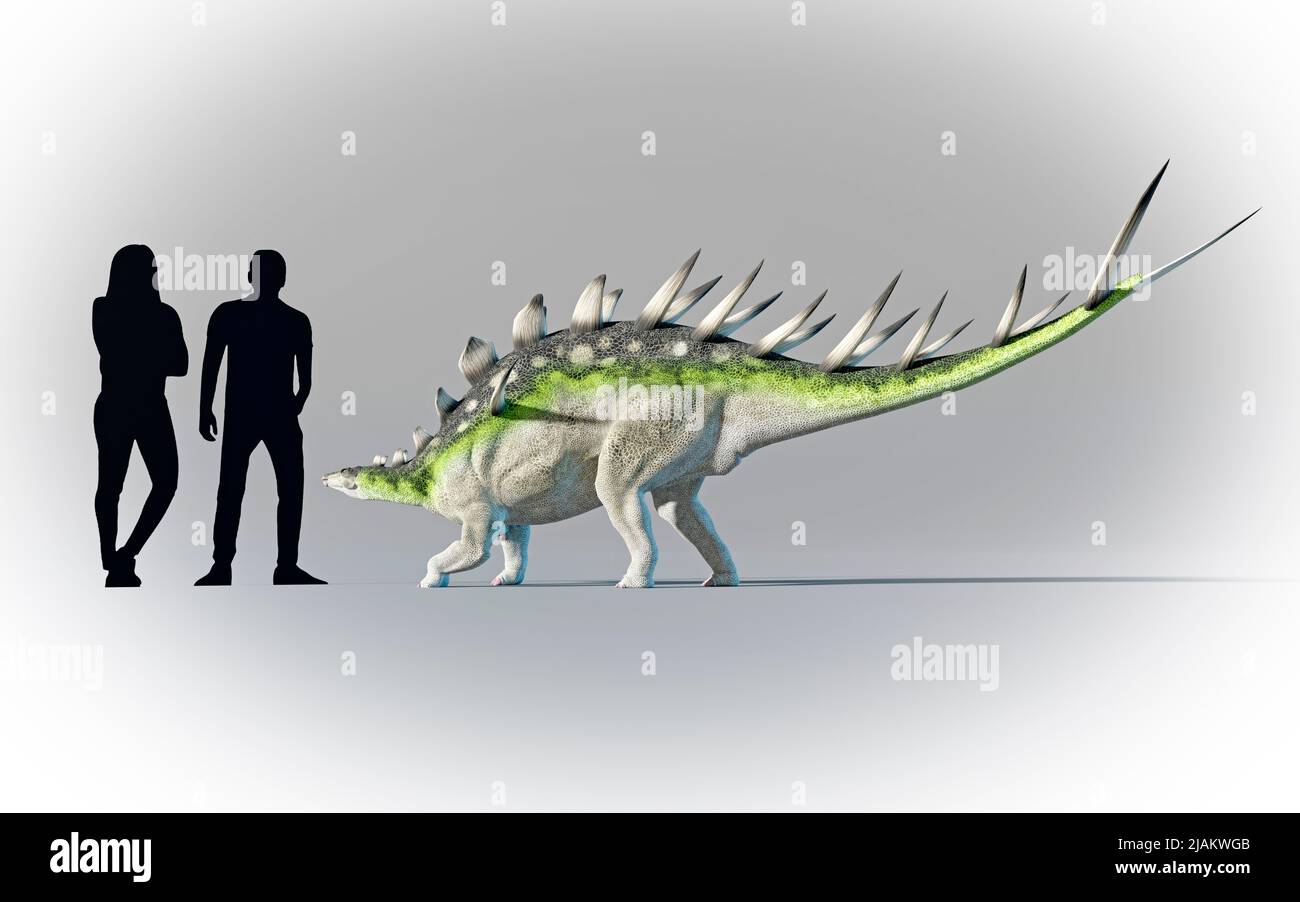 Humans compared in scale to Kentrosauru Stock Photo