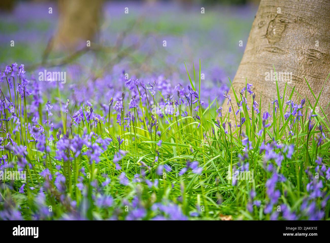 Bluebells in an English forest Stock Photo - Alamy