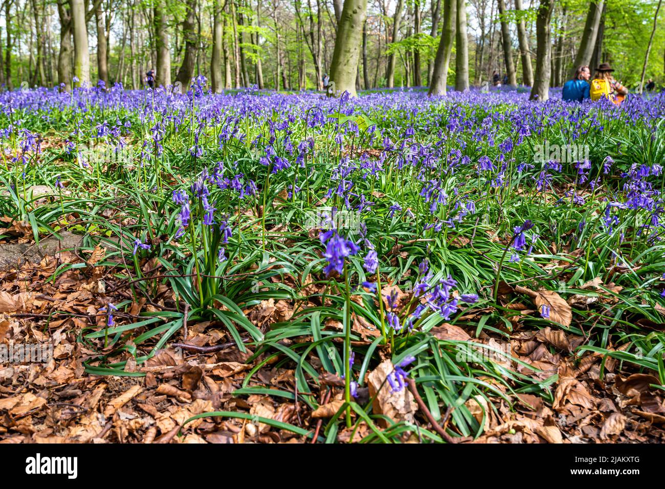 Bluebells in an English forest Stock Photo - Alamy