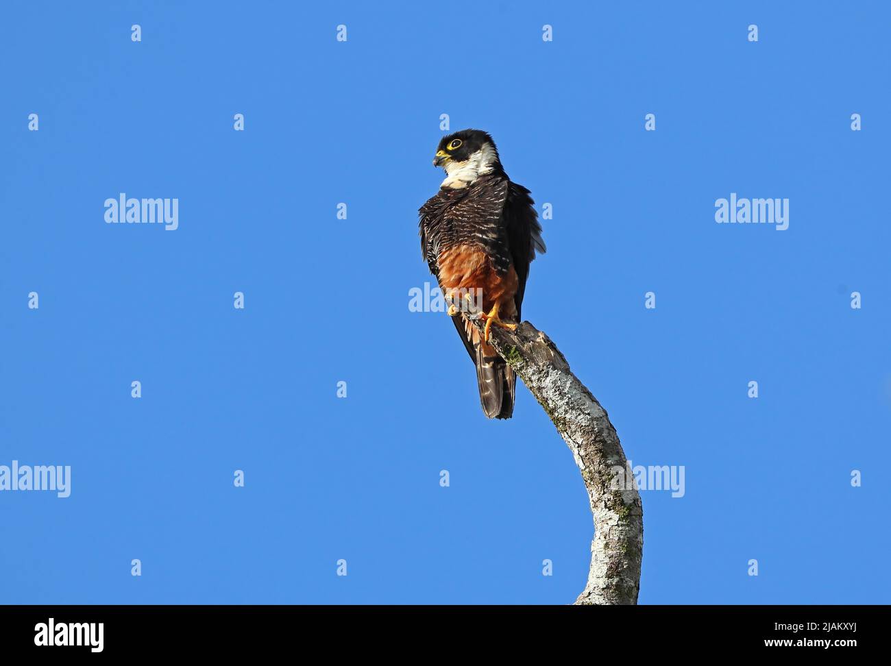 Bat falcon hi-res stock photography and images - Alamy