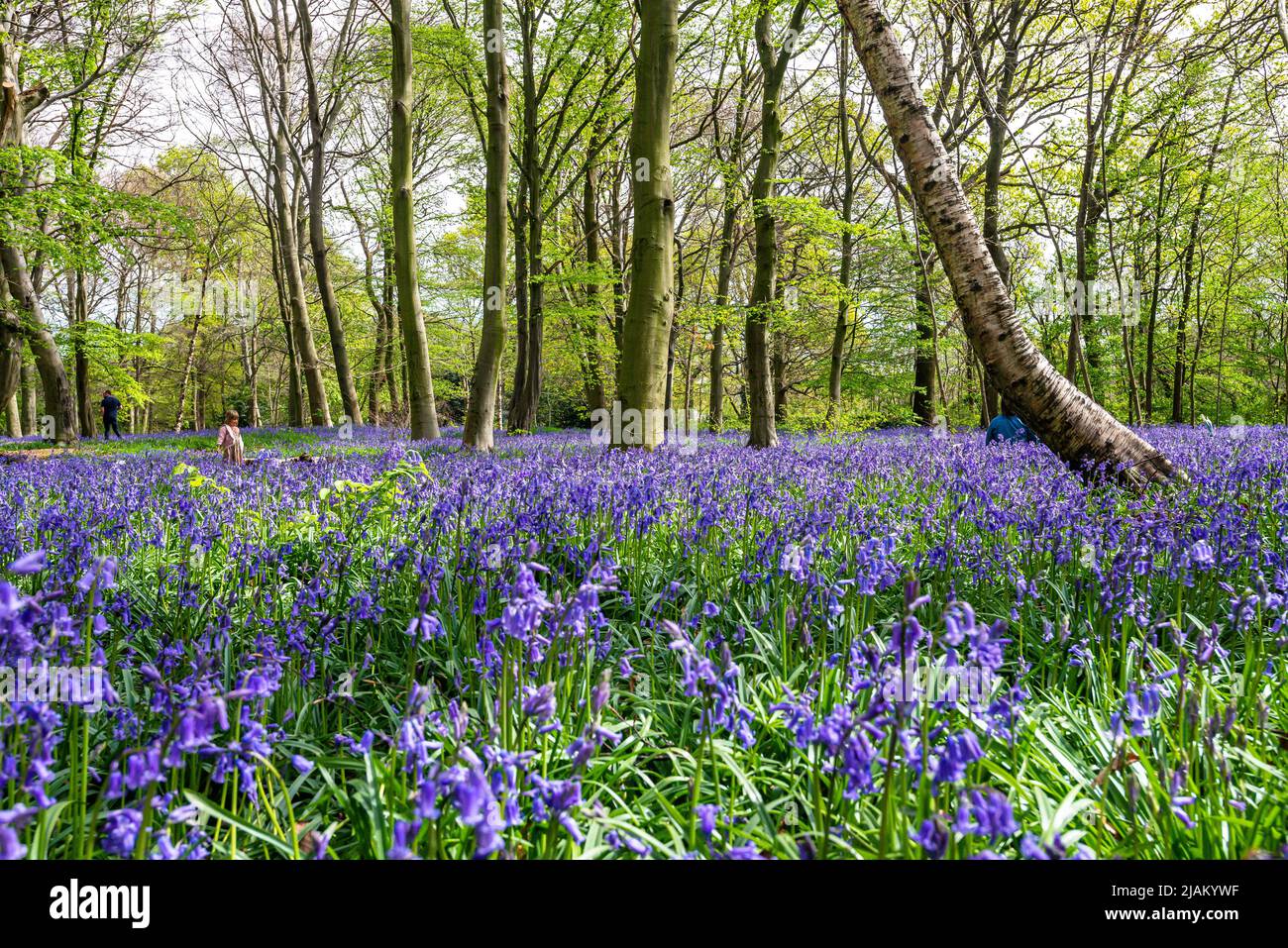 Bluebells in an English forest Stock Photo - Alamy
