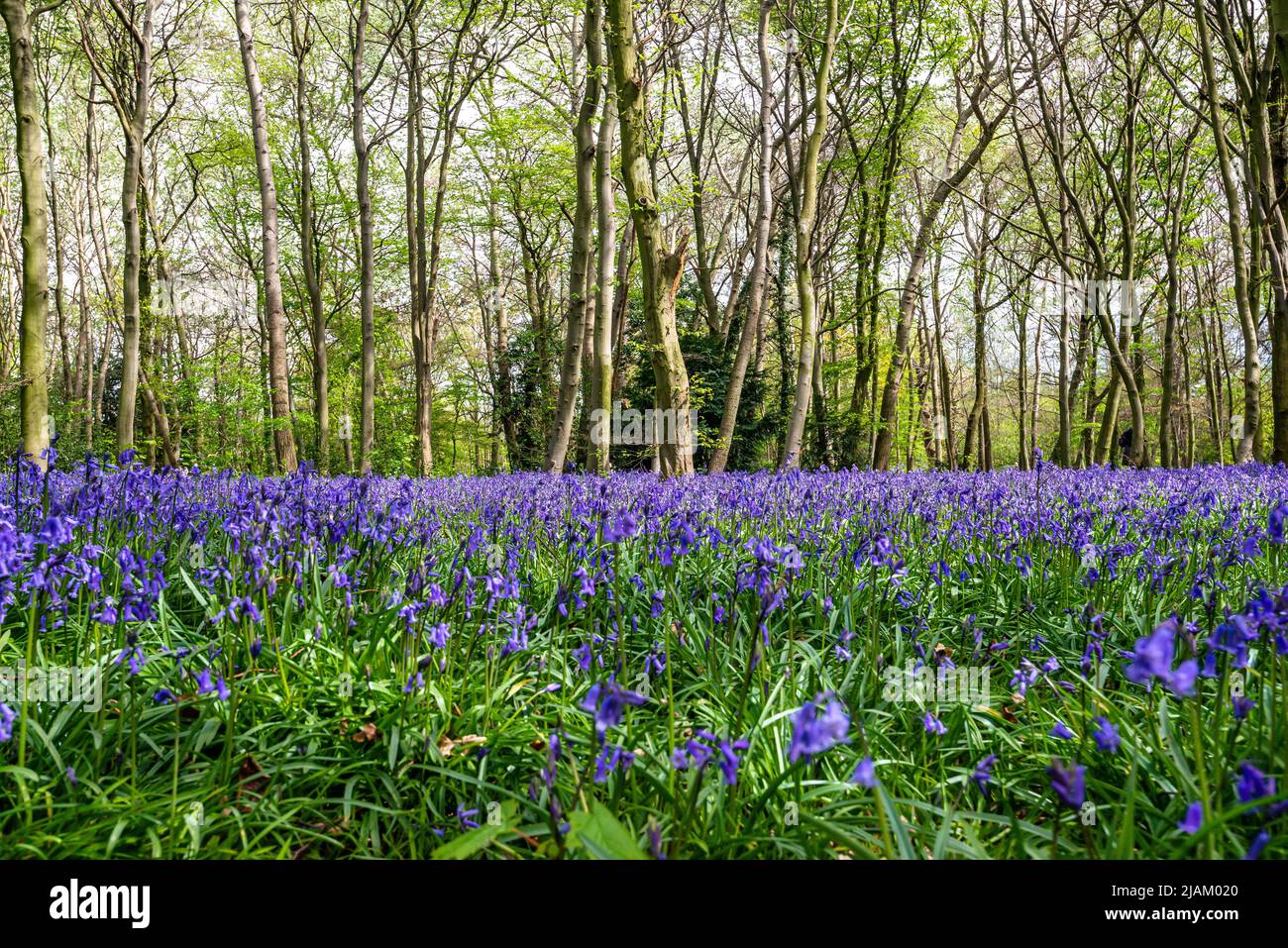 Bluebells in an English forest Stock Photo - Alamy
