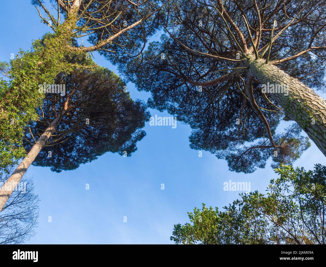Tall pines and deciduous trees against the blue sky and the moon in ...