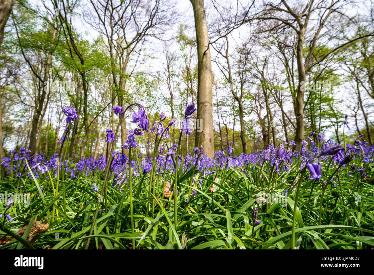 Bluebells in an English forest Stock Photo - Alamy
