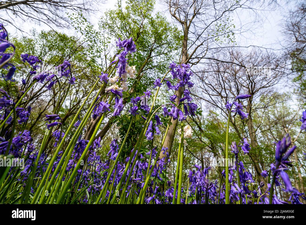 Bluebells in an English forest Stock Photo - Alamy