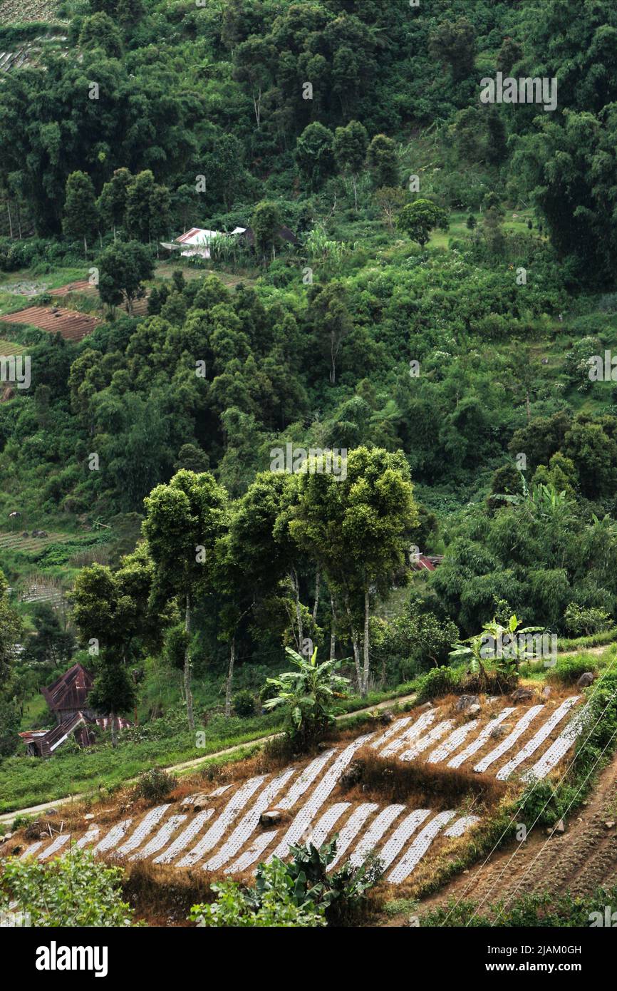 Agricultural fields in Alahan Panjang, Lembah Gumanti, Solok, West Sumatra, Indonesia. Stock Photo