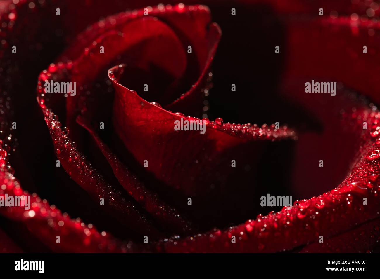 Blooming red rose bud in water drops closeup on a black background